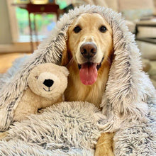 Charger l'image dans la galerie, Un Golden Retriever bien au chaud avec son doudou et une couverture toute douce