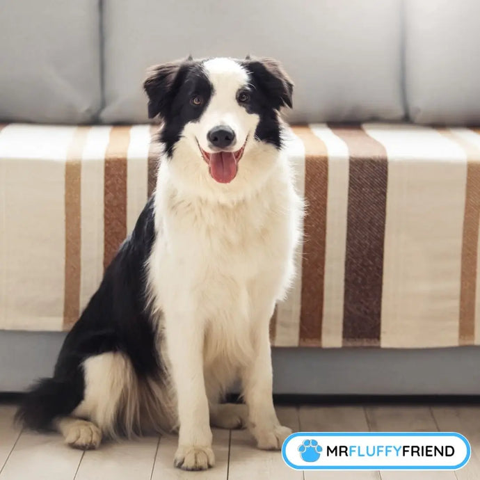 Marre des meubles en désordre ? Comment empêcher votre chien de monter sur le canapé