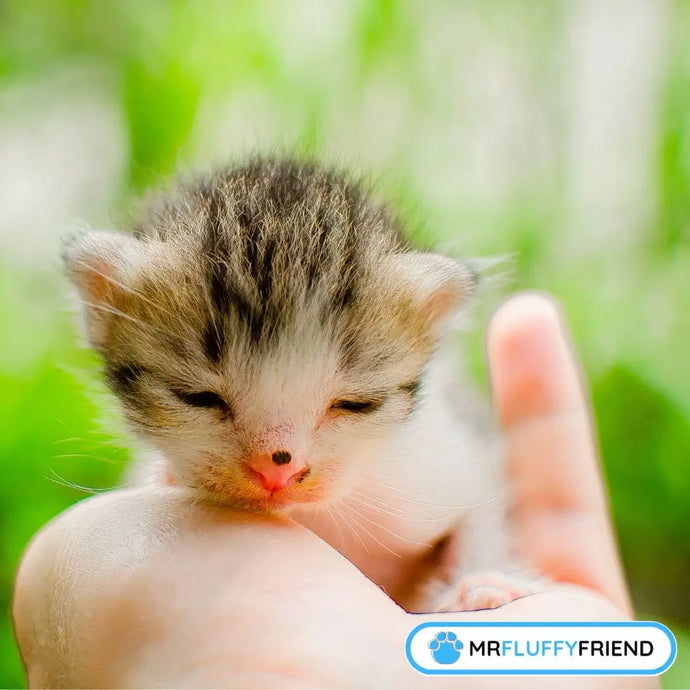 Liste de contrôle pour nouveau chaton : Ce dont tu as vraiment besoin