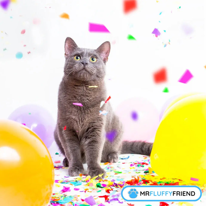 Journée internationale du chat 2025 : comment le monde célèbre les chats