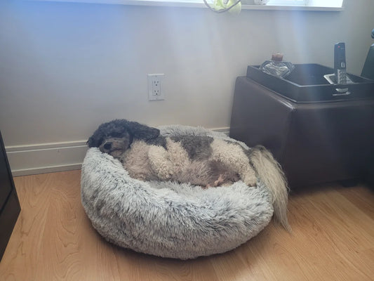 Chien pie couché en boule dans un panier donut gris clair, dans un coin du salon.