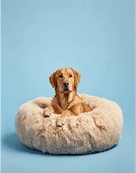 Photo of Coussin Anti-Stress Pour Chien